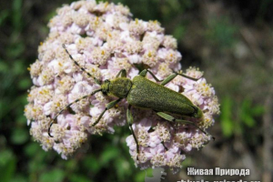Ile spacerów stóp w owadach?